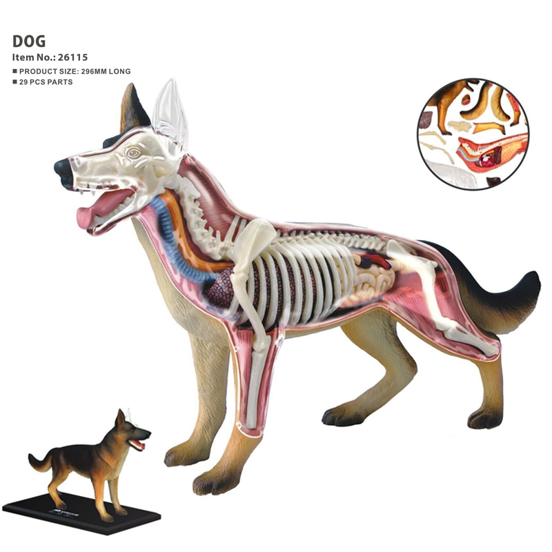 Animal Organ Anatomy Model 4D  - огляд і ціна Dog Toys